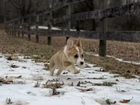 LM 2, a male Pembroke Welsh Corgi for sale in Spring Hope, NC – Photo 2 of 8