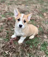 LM 2, a male Pembroke Welsh Corgi for sale in Spring Hope, NC – Photo 1 of 8