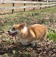 LM 2, a male Pembroke Welsh Corgi for sale in Spring Hope, NC – Photo 2 of 6