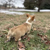 LM 2, a male Pembroke Welsh Corgi for sale in Spring Hope, NC – Photo 4 of 6