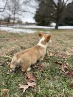 LM 2, a male Pembroke Welsh Corgi for sale in Spring Hope, NC – Photo 3 of 8