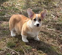 LM 2, a male Pembroke Welsh Corgi for sale in Spring Hope, NC – Photo 1 of 6
