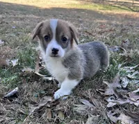 LM 2, a male Pembroke Welsh Corgi for sale in Spring Hope, NC – Photo 4 of 8