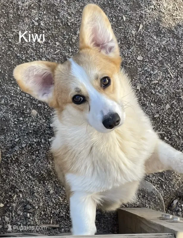 Kiwi – Pembroke Welsh Corgi puppy for sale in Spring Hope, NC