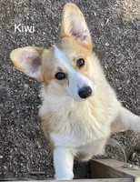 Kiwi, a female Pembroke Welsh Corgi for sale in Spring Hope, NC – 1 of 3