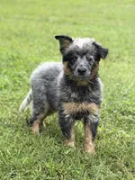 River G 2 , a female Australian Cattle Dog for sale in Spring Hope, NC – 2 of 6