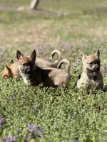 Padme M4, a male Swedish Vallhund for sale in Spring Hope, NC – Photo 2 of 5
