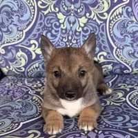 Padme M4, a male Swedish Vallhund for sale in Spring Hope, NC – Photo 3 of 5