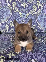 Padme M4, a male Swedish Vallhund for sale in Spring Hope, NC – Photo 1 of 3