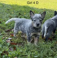 Skittles , a female Australian Cattle Dog for sale in Spring Hope, NC – 1 of 2