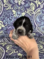 Black roan M1, a male German Shorthaired Pointer for sale in Spring Hope, NC – Photo 1 of 4