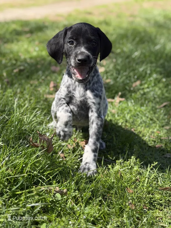 Black roan M1 – German Shorthaired Pointer puppy for sale in Spring Hope, NC