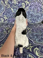 Black roan M1, a male German Shorthaired Pointer for sale in Spring Hope, NC – Photo 2 of 4