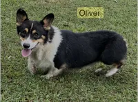 Daisy M2, a male Pembroke Welsh Corgi for sale in Spring Hope, NC – 4 of 4