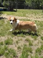 Kiwi, a female Pembroke Welsh Corgi for sale in Spring Hope, NC – 3 of 3