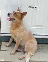 Blizzard, a female Australian Cattle Dog for sale in Spring Hope, NC – 1 of 3