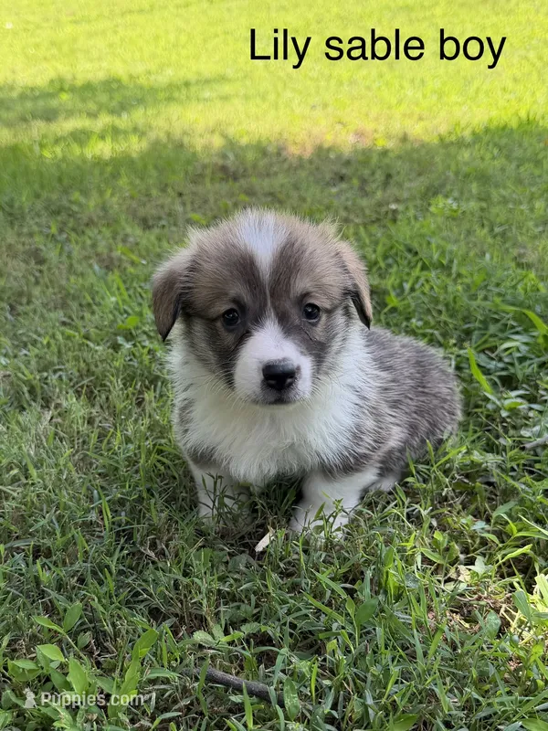 LM sable – Pembroke Welsh Corgi puppy for sale in Spring Hope, NC