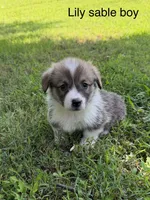 LM sable, a male Pembroke Welsh Corgi for sale in Spring Hope, NC – 1 of 7
