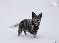 River G1, a female Australian Cattle Dog for sale in Spring Hope, NC – 3 of 4