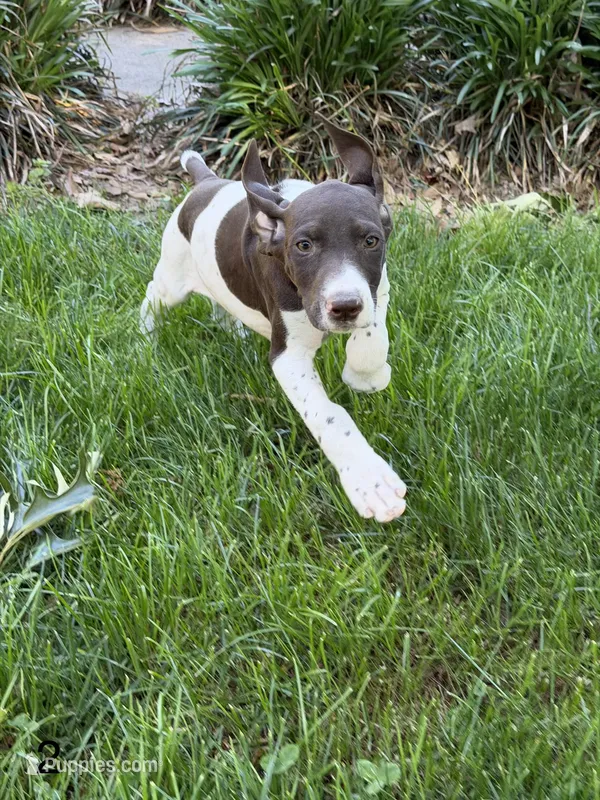 Patched ticked F2 – German Shorthaired Pointer puppy for sale in Spring Hope, NC