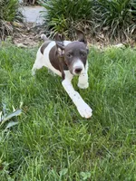 Patched ticked F2, a female German Shorthaired Pointer for sale in Spring Hope, NC – 1 of 8