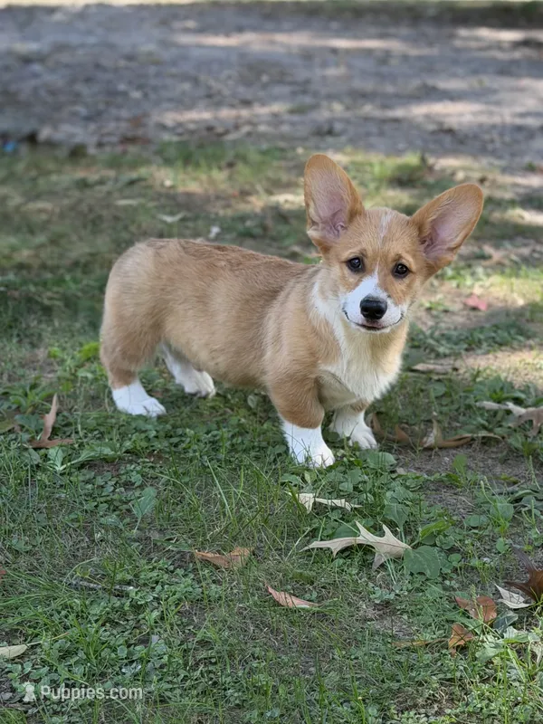 KM – Pembroke Welsh Corgi puppy for sale in Spring Hope, NC
