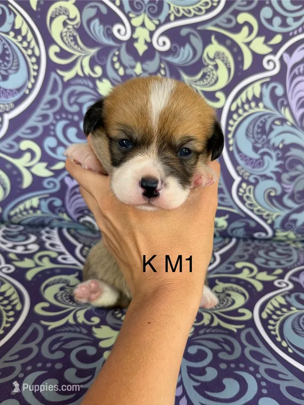 KM1 – Pembroke Welsh Corgi puppy for sale in Spring Hope, NC