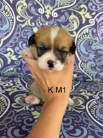 KM1, a male Pembroke Welsh Corgi for sale in Spring Hope, NC – 1 of 6