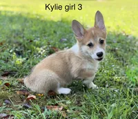 Kylie girl 3, a female Pembroke Welsh Corgi for sale in Spring Hope, NC – 2 of 5