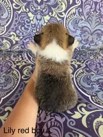 LM red, a male Pembroke Welsh Corgi for sale in Spring Hope, NC – 4 of 8