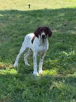 Beth, a female German Shorthaired Pointer for sale in Spring Hope, NC – 1 of 5