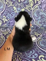 LM tri, a male Pembroke Welsh Corgi for sale in Spring Hope, NC – 2 of 5