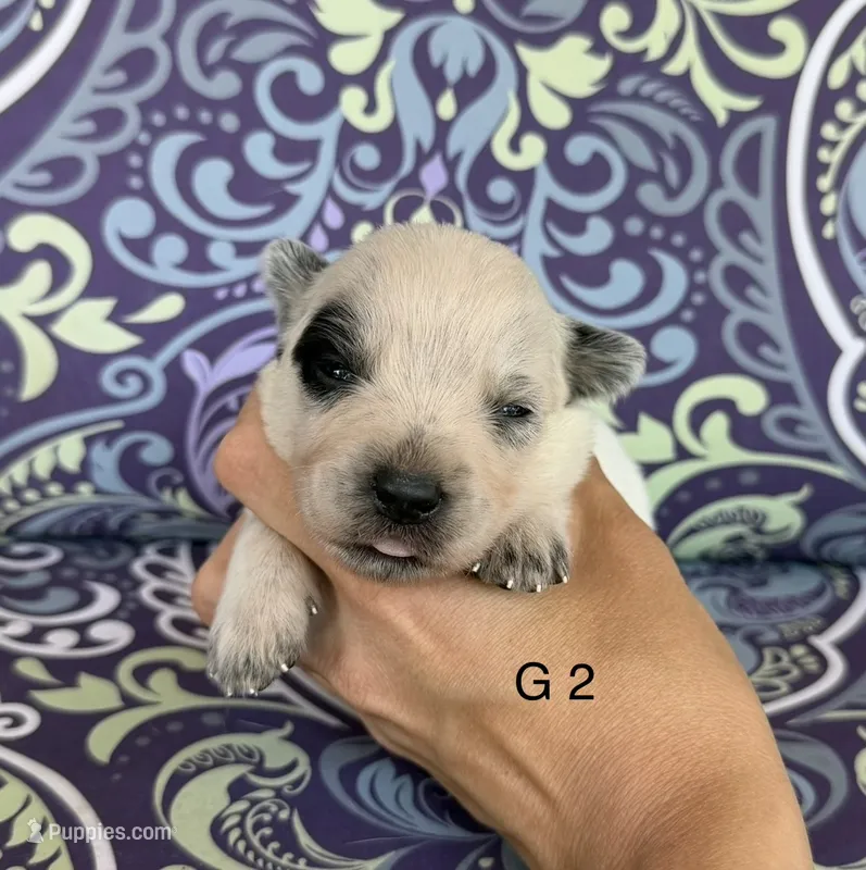 River G 2 – Australian Cattle Dog puppy for sale in Spring Hope, NC