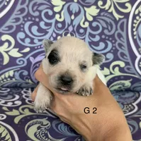 River G 2, a female Australian Cattle Dog for sale in Spring Hope, NC – 1 of 4