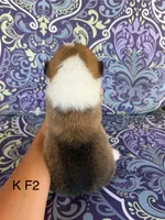 KF2, a female Pembroke Welsh Corgi for sale in Spring Hope, NC – 2 of 5