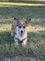 Phineas, a male Pembroke Welsh Corgi for sale in Spring Hope, NC – 2 of 5