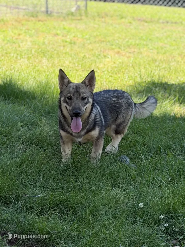 Ursula M6 – Swedish Vallhund puppy for sale in Spring Hope, NC