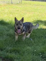Ursula M6, a male Swedish Vallhund for sale in Spring Hope, NC – 1 of 8