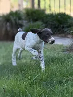 Patched ticked F1, a female German Shorthaired Pointer for sale in Spring Hope, NC – 2 of 8