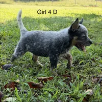 Skittles , a female Australian Cattle Dog for sale in Spring Hope, NC – 2 of 2