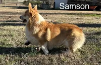 Kylie G2, a female Pembroke Welsh Corgi for sale in Spring Hope, NC – 3 of 7