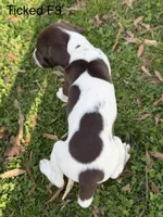 Patched ticked F3, a female German Shorthaired Pointer for sale in Spring Hope, NC – Photo 6 of 6
