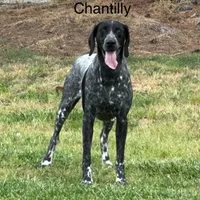 Patched ticked F3, a female German Shorthaired Pointer for sale in Spring Hope, NC – Photo 3 of 6