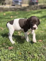 Patched ticked F3, a female German Shorthaired Pointer for sale in Spring Hope, NC – Photo 2 of 6