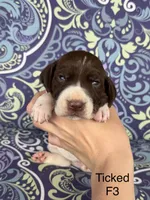 Patched ticked F3, a female German Shorthaired Pointer for sale in Spring Hope, NC – Photo 1 of 4