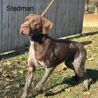 Patched ticked F3, a female German Shorthaired Pointer for sale in Spring Hope, NC – Photo 5 of 6