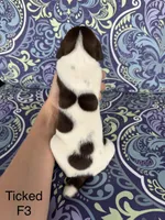 Patched ticked F3, a female German Shorthaired Pointer for sale in Spring Hope, NC – Photo 2 of 4