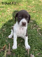 Patched ticked F3, a female German Shorthaired Pointer for sale in Spring Hope, NC – Photo 4 of 6
