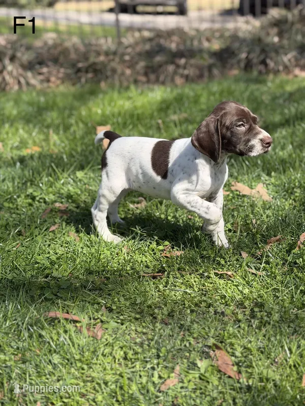 Patched ticked F3 – German Shorthaired Pointer puppy for sale in Spring Hope, NC