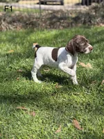 Patched ticked F3, a female German Shorthaired Pointer for sale in Spring Hope, NC – Photo 1 of 6